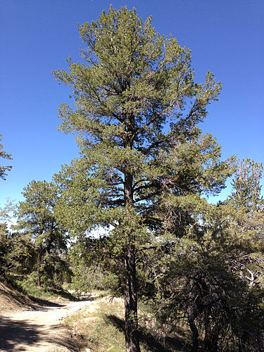 Pinus flexilis